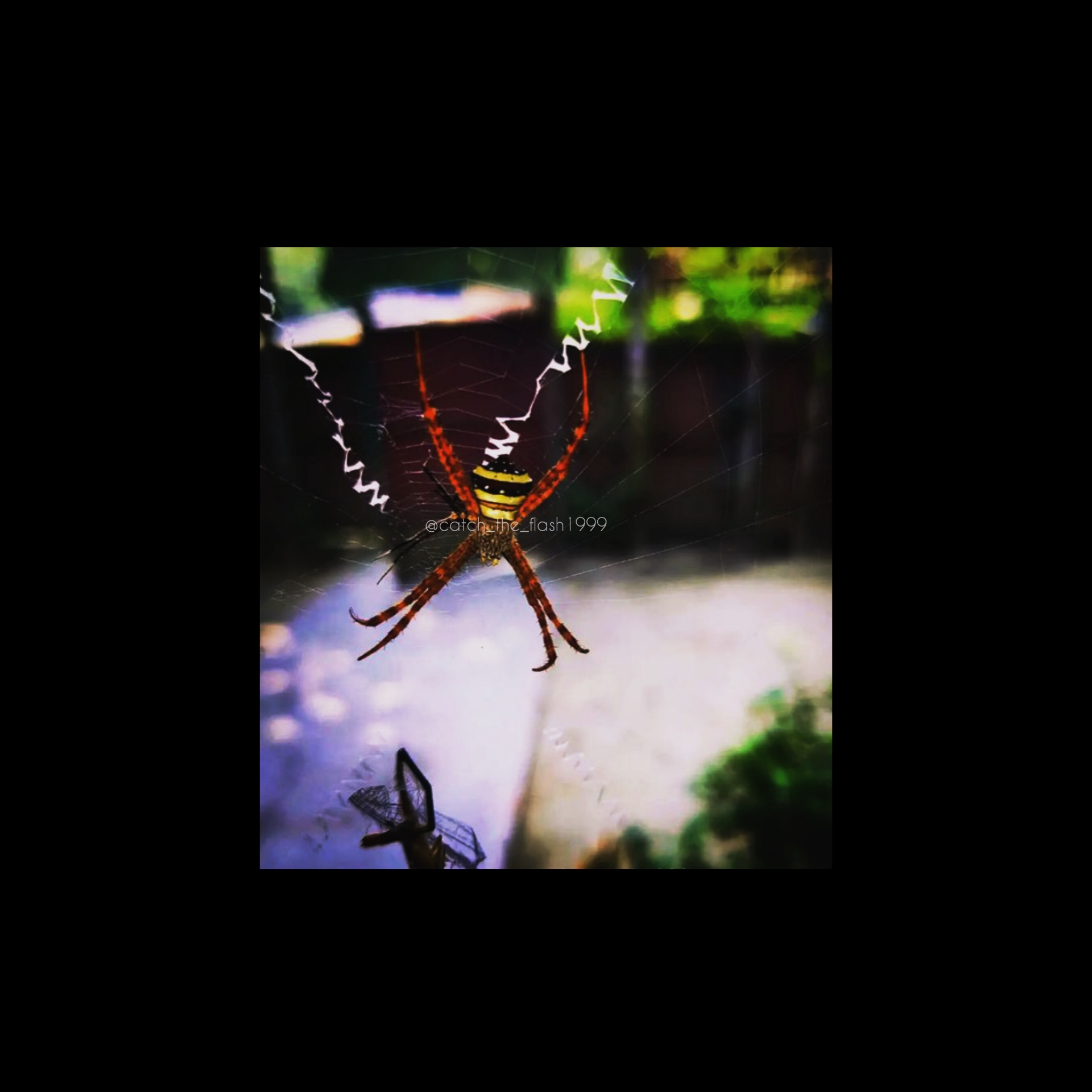 Spider Web